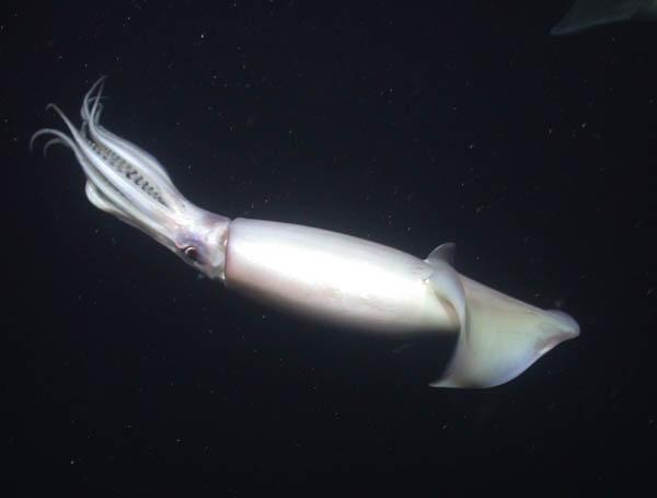 The Humboldt Squid or Red Devil Squid