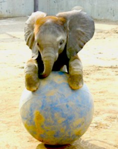 elephant4
