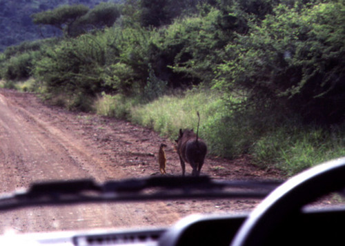 hakuna-matata