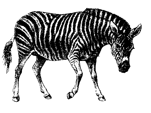 zebra