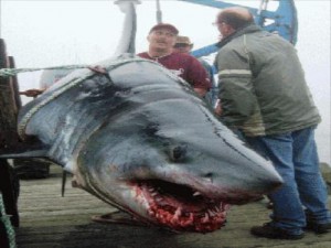 Nova Scotians are sharks!!!