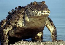 Crocodile Octavarius Show