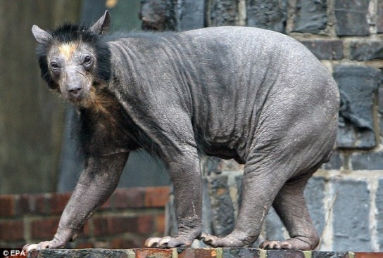 Hairless bear. Gross.