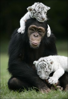 Monkey Raising Tigers