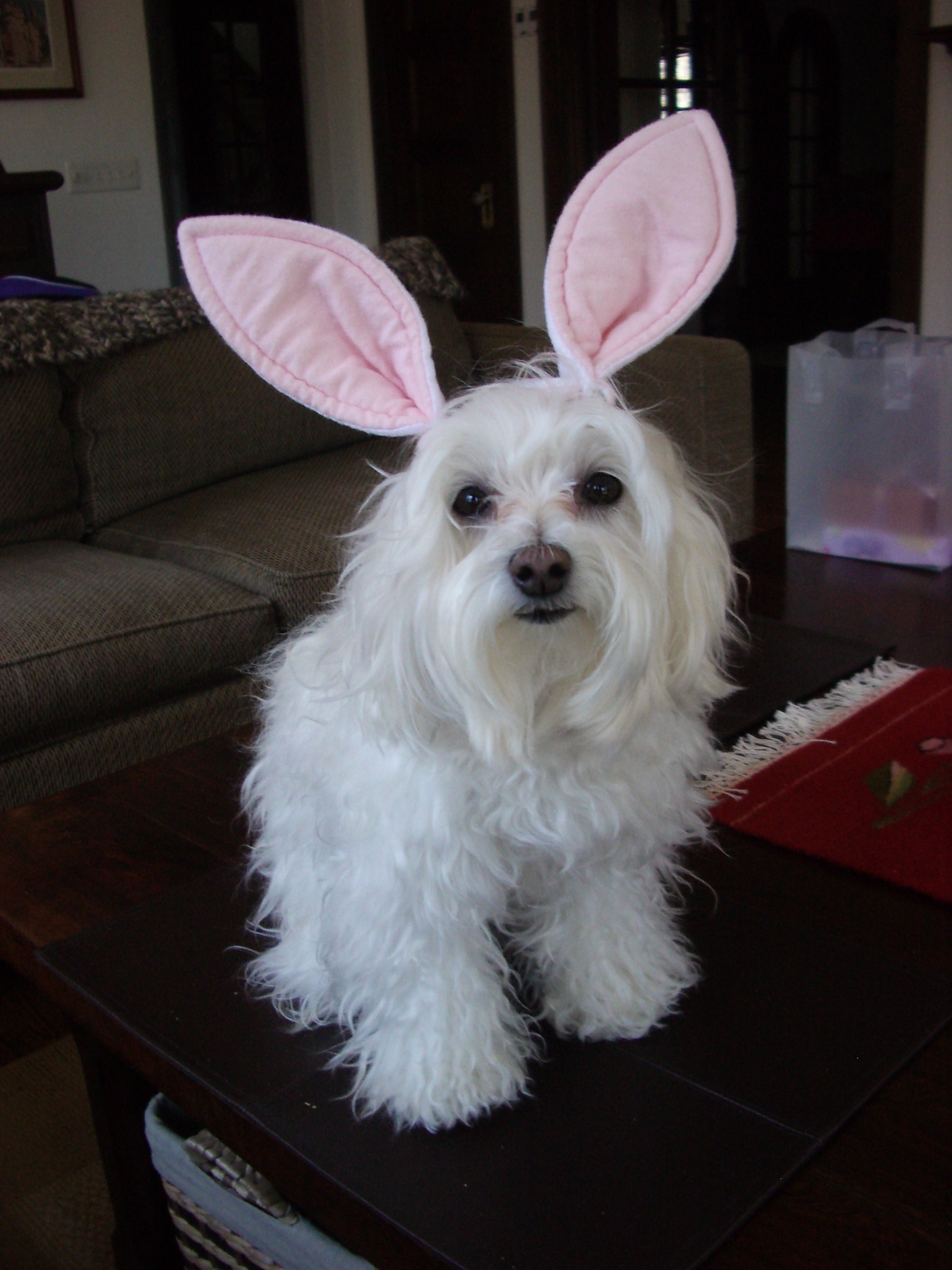 Dog with bunny ears picture - Blog Posts from Octavarius