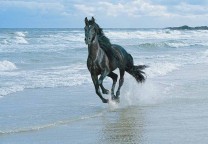 You know how many horses we saw on the beach in California? MILLIONS.