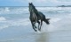 You know how many horses we saw on the beach in California? MILLIONS.