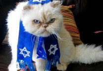 cat rabbi